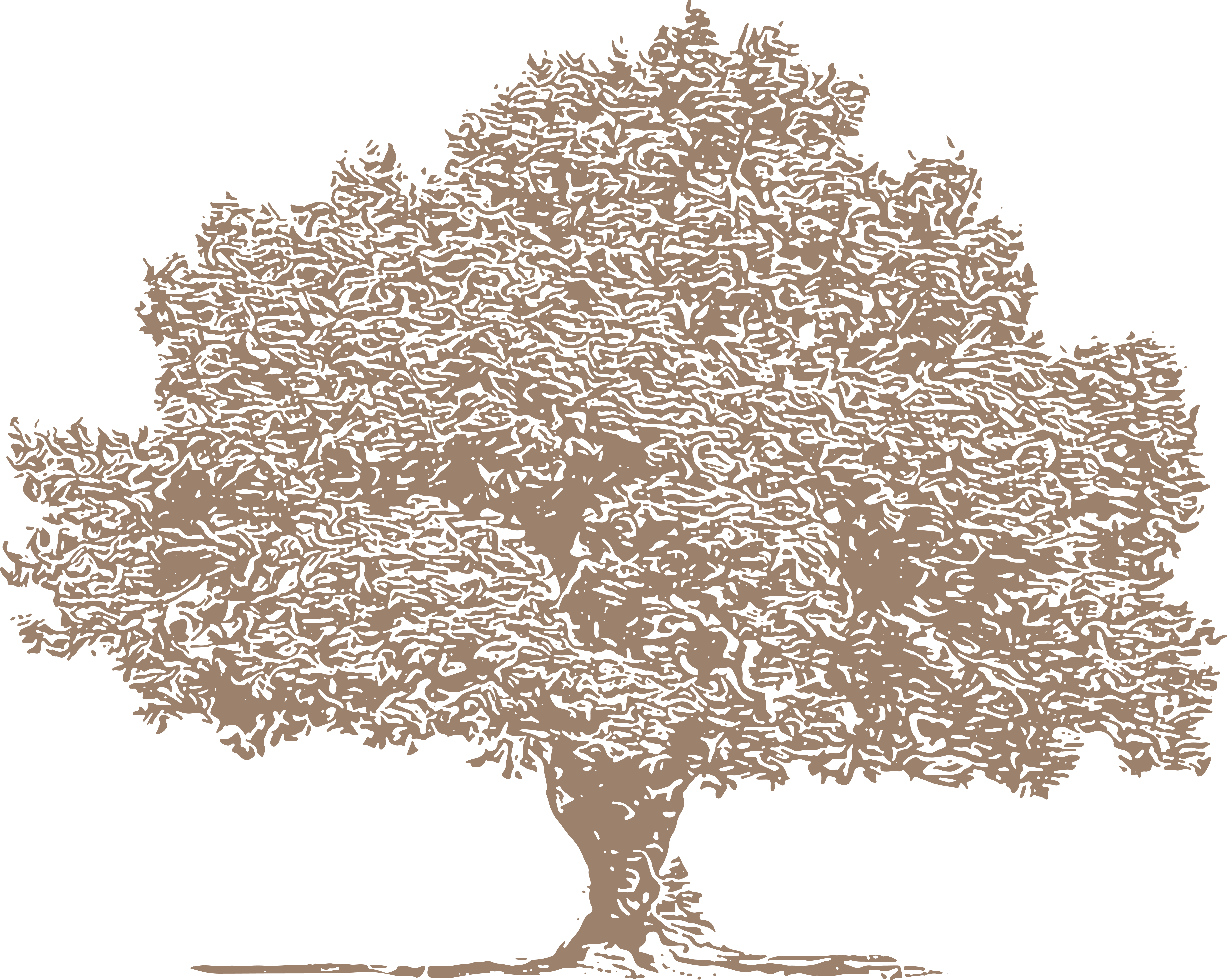 oak tree